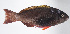  ( - FUT-429)  @11 [ ] CreativeCommons  Attribution Non-Commercial (by-nc) (2016) Unspecified Smithsonian Institution National Museum of Natural History