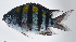  ( - FUT-431)  @11 [ ] CreativeCommons  Attribution Non-Commercial (by-nc) (2016) Unspecified Smithsonian Institution National Museum of Natural History