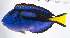  ( - FUT-432)  @11 [ ] CreativeCommons  Attribution Non-Commercial (by-nc) (2016) Unspecified Smithsonian Institution National Museum of Natural History