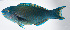  ( - FUT-434)  @11 [ ] CreativeCommons  Attribution Non-Commercial (by-nc) (2016) Unspecified Smithsonian Institution National Museum of Natural History