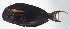  ( - FUT-437)  @11 [ ] CreativeCommons  Attribution Non-Commercial (by-nc) (2016) Unspecified Smithsonian Institution National Museum of Natural History