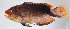  (Bodianus loxozonus - FUT-439)  @11 [ ] CreativeCommons  Attribution Non-Commercial (by-nc) (2016) Unspecified Smithsonian Institution National Museum of Natural History