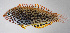  ( - FUT-449)  @11 [ ] CreativeCommons  Attribution Non-Commercial (by-nc) (2016) Unspecified Smithsonian Institution National Museum of Natural History