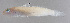  ( - FUT-451)  @11 [ ] CreativeCommons  Attribution Non-Commercial (by-nc) (2016) Unspecified Smithsonian Institution National Museum of Natural History