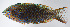 ( - FUT-460)  @11 [ ] CreativeCommons  Attribution Non-Commercial (by-nc) (2016) Unspecified Smithsonian Institution National Museum of Natural History