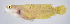  ( - FUT-464)  @11 [ ] CreativeCommons  Attribution Non-Commercial (by-nc) (2016) Unspecified Smithsonian Institution National Museum of Natural History