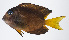  ( - FUT-472)  @11 [ ] CreativeCommons  Attribution Non-Commercial (by-nc) (2016) Unspecified Smithsonian Institution National Museum of Natural History