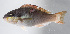  ( - FUT-483)  @11 [ ] CreativeCommons  Attribution Non-Commercial (by-nc) (2016) Unspecified Smithsonian Institution National Museum of Natural History