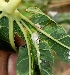  ( - KAUFV)  @11 [ ] COPY RIGHT (2025) JASTI SRI VISHNU MURTHY KERALA AGRICULTURAL UNIVERSITY