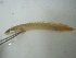  (Polypterus senegalus - KW11T101)  @13 [ ] CreativeCommons - Attribution Non-Commercial Share-Alike (2011) SAIAB SAIAB