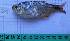  (Astyanax stenohalinus - CIAR109)  @11 [ ] Unspecified (default): All Rights Reserved  Unspecified Unspecified