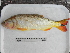  ( - UNMDP-T 2451.2)  @11 [ ] Unspecified (default): All Rights Reserved  Unspecified Unspecified
