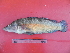  (Crenicichla - UNMDP-T 2483)  @15 [ ] Unspecified (default): All Rights Reserved  Unspecified Unspecified