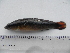  (Crenicichla sp - UNMDP-T 2711)  @14 [ ] Unspecified (default): All Rights Reserved  Unspecified Unspecified
