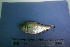  (Roeboides microlepis - UNMDP-T 2864)  @11 [ ] Unspecified (default): All Rights Reserved  Unspecified Unspecified