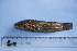  (Callichthys callichthys - UNMDP-T 2882)  @11 [ ] Unspecified (default): All Rights Reserved  Unspecified Unspecified