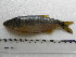  (Oligosarcus cf. jenynsii - UNMDP T 3496)  @11 [ ] Unspecified (default): All Rights Reserved  Unspecified Unspecified