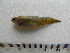  (Jenynsia cf. multidentata - UNMDP T 3519)  @11 [ ] Unspecified (default): All Rights Reserved  Unspecified Unspecified