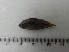  (Apistogramma sp. 1 - UNMDP-T 3531)  @11 [ ] Unspecified (default): All Rights Reserved  Unspecified Unspecified