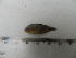  (Apistogramma sp. 2 - UNMDP-T 3533)  @11 [ ] Unspecified (default): All Rights Reserved  Unspecified Unspecified