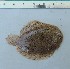  (Catathyridium sp - UNMDP-T 3737)  @11 [ ] Unspecified (default): All Rights Reserved  Unspecified Unspecified