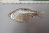  (Astyanax sp. 1 erythropterus - UNMDP-T 3906)  @11 [ ] Unspecified (default): All Rights Reserved  Unspecified Unspecified