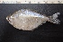  (Astyanax sp. 2 erythropterus - UNMDP-T 3909)  @11 [ ] Unspecified (default): All Rights Reserved  Unspecified Unspecified