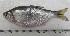  (Astyanax cf. rutilus - UNMDP-T 4486)  @11 [ ] Unspecified (default): All Rights Reserved  Unspecified Unspecified