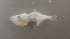  ( - UNMDP FL 001)  @11 [ ] Unspecified (default): All Rights Reserved  Unspecified Unspecified