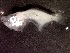  ( - UNMDP FL 089)  @12 [ ] Unspecified (default): All Rights Reserved  Unspecified Unspecified