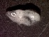  ( - UNMDP FL 099)  @12 [ ] Unspecified (default): All Rights Reserved  Unspecified Unspecified