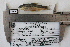  (Notropis sallaei - F6304)  @13 [ ] CreativeCommons - Attribution Non-Commercial Share-Alike (2010) Omar Dominguez-Dominguez Universidad Michoacana de San Nicolas de Hidalgo