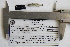  (Notropis calientis - F10158)  @13 [ ] CreativeCommons - Attribution Non-Commercial Share-Alike (2011) Omar Dominguez-Dominguez Universidad Michoacana de San Nicolas de Hidalgo