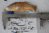  ( - F743)  @11 [ ] CreativeCommons - Attribution Non-Commercial Share-Alike (2010) Omar Dominguez-Dominguez Universidad Michoacana de San Nicolas de Hidalgo