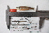  (Notropis grandis - F9180)  @13 [ ] CreativeCommons - Attribution Non-Commercial Share-Alike (2010) Omar Dominguez-Dominguez Universidad Michoacana de San Nicolas de Hidalgo