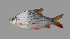  (Cyclocheilichthys apogon - SLM-CA(PH)-02)  @14 [ ] CreativeCommons - Attribution Non-Commercial Share-Alike (2011) Zulkafli Abd Rashid Department of Fisheries Malaysia, Freshwater Fisheries Research Division, Jelebu, Malaysia