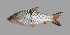  ( - SLM-HM(PH)-10)  @14 [ ] CreativeCommons - Attribution Non-Commercial Share-Alike (2011) Zulkafli Abd Rashid Department of Fisheries Malaysia, Freshwater Fisheries Research Division, Jelebu, Malaysia