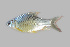  ( - SLM-HWE(PH)-07)  @13 [ ] CreativeCommons - Attribution Non-Commercial Share-Alike (2011) Zulkafli Abd Rashid Department of Fisheries Malaysia, Freshwater Fisheries Research Division, Jelebu, Malaysia