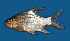  (Puntioplites bulu - SLM-PB(PH)-01)  @14 [ ] CreativeCommons - Attribution Non-Commercial Share-Alike (2011) Zulkafli Abd Rashid Department of Fisheries Malaysia, Freshwater Fisheries Research Division, Jelebu, Malaysia