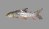  (Probarbus jullieni - SLM-PJ(PH)-01)  @14 [ ] CreativeCommons - Attribution Non-Commercial Share-Alike (2011) Zulkafli Abd Rashid Department of Fisheries Malaysia, Freshwater Fisheries Research Division, Jelebu, Malaysia