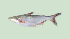  (Pangasius nasutus - SLM-PN(PH)-03)  @14 [ ] CreativeCommons - Attribution Non-Commercial Share-Alike (2011) Zulkafli Abd Rashid Department of Fisheries Malaysia, Freshwater Fisheries Research Division, Jelebu, Malaysia