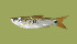  (Rasbora sumatrana - SLM-RS(PH)-04)  @14 [ ] CreativeCommons - Attribution Non-Commercial Share-Alike (2011) Zulkafli Abd Rashid Department of Fisheries Malaysia, Freshwater Fisheries Research Division, Jelebu, Malaysia