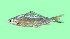  ( - SLM-TT(PH)-01)  @13 [ ] CreativeCommons - Attribution Non-Commercial Share-Alike (2011) Zulkafli Abd Rashid Department of Fisheries Malaysia, Freshwater Fisheries Research Division, Jelebu, Malaysia