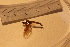  ( - TSZX-22965)  @12 [ ] CreativeCommons - Attribution Non-Commercial Share-Alike (2016) Unspecified Tromsø University Museum