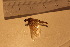  ( - TSZX-22966)  @12 [ ] CreativeCommons - Attribution Non-Commercial Share-Alike (2016) Unspecified Tromsø University Museum