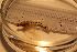  ( - TSZX-22969)  @12 [ ] CreativeCommons - Attribution Non-Commercial Share-Alike (2016) Unspecified Tromsø University Museum