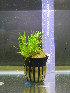  (Lilaeopsis - RO_002)  @11 [ ] Copyright (2016) Ryan. D. Orton African Centre for DNA Barcoding