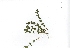  (Bacopa caroliniana - RO_051)  @11 [ ] Copyright (2016) Ryan. D. Orton African Centre for DNA Barcoding
