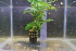  (Hygrophila costata - RO_056)  @11 [ ] Copyright (2016) Ryan. D. Orton African Centre for DNA Barcoding