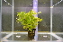  (Hygrophila difformis - RO_063)  @11 [ ] Copyright (2016) Ryan. D. Orton African Centre for DNA Barcoding